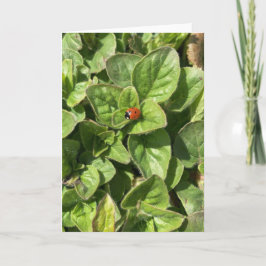 Tarjeta El pájaro de los páramos en la carta del parque