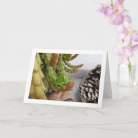 El pastor egipcio Nymph en la planta de cactus de