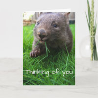 ¡El pensamiento en usted carda! Wombat lindo,