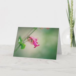 Tarjeta El Penstemon del Parry, Wildflower de Arizona