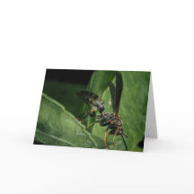 El pequeño aviador de la naturaleza