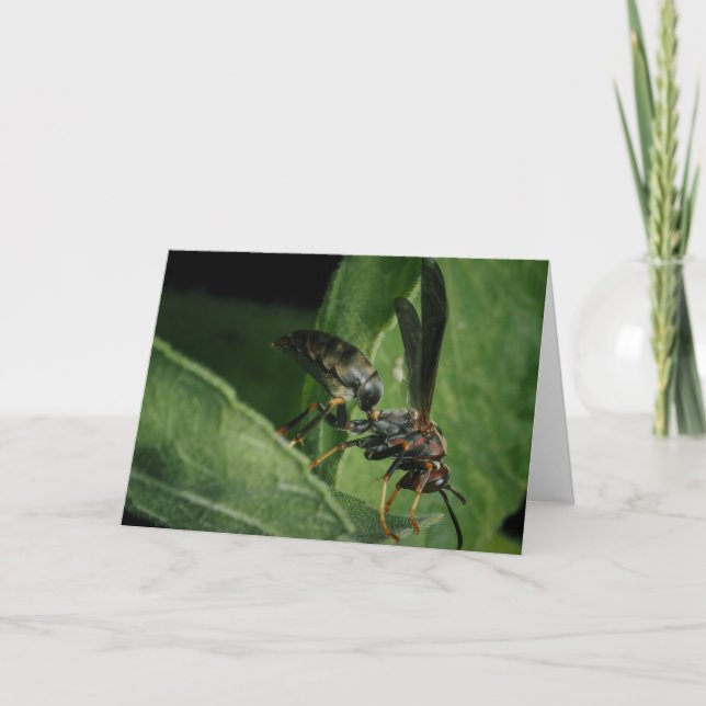 Tarjeta El pequeño aviador de la naturaleza (Anverso)
