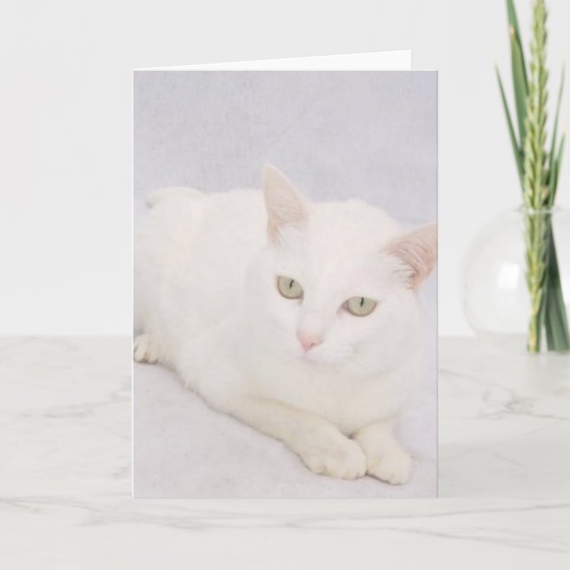 Tarjeta El pequeño gato blanco (Anverso)