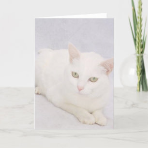 Tarjeta El pequeño gato blanco