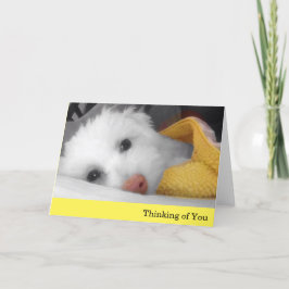Tarjeta El perrito blanco, pensamiento combinado amarillo