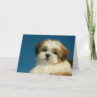 Tarjeta El perrito de Shih Tzu "que piensa en usted" carda