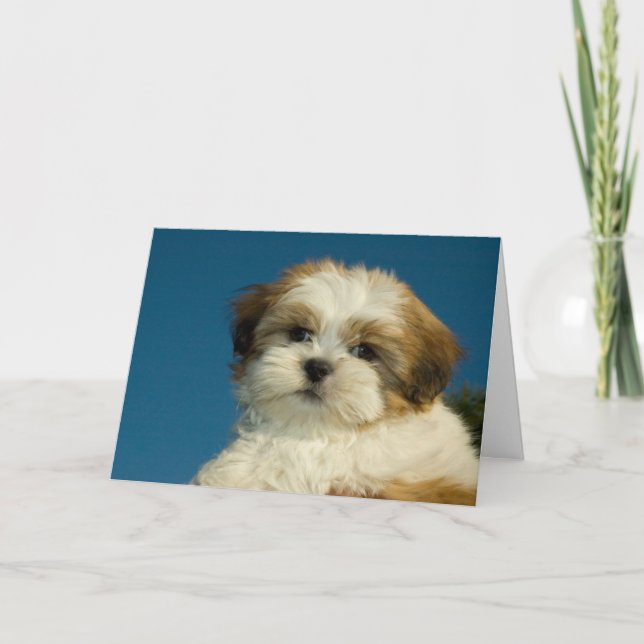 Tarjeta El perrito de Shih Tzu "que piensa en usted" carda (Anverso)