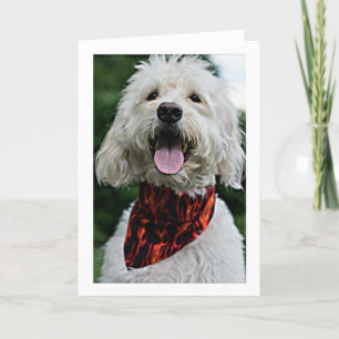 TARJETA EL PERRO SE VESTIÓ SOLAMENTE POR "SU CUMPLEAÑOS"