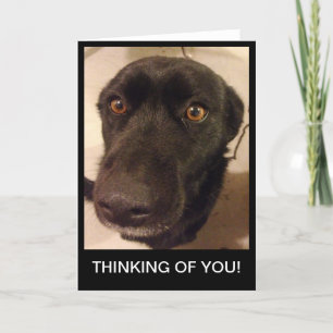 Tarjeta El perro triste que piensa en usted carda