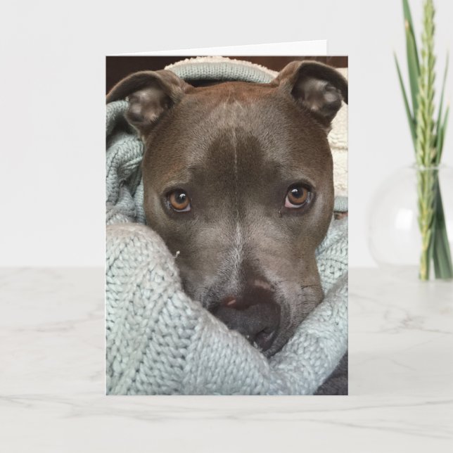 Tarjeta ¿El Pitbull- feroz? Pienso no. (Anverso)