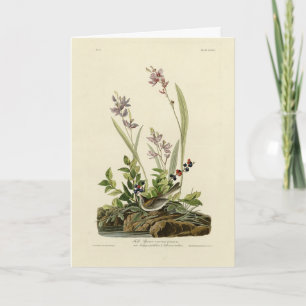 Tarjeta El resplandor de campo de los pájaros de América d