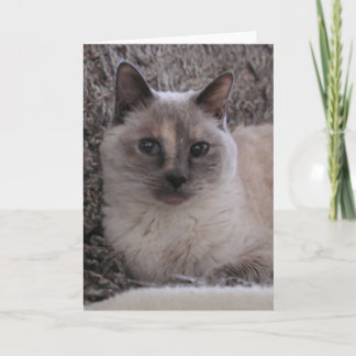 Tarjeta El retrato del azul del gatito