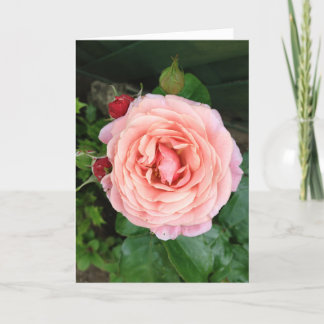 Tarjeta El Rosa Dusty Springfield