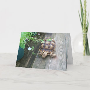 Tarjeta El salón Sulcata Tortoise se come la flor del balc