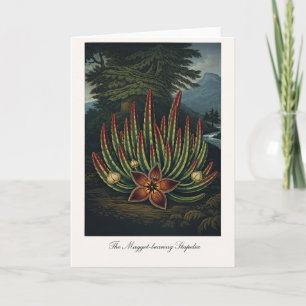 Tarjeta El Stapelia Portador de Gusanos — Rei Botánico Mod