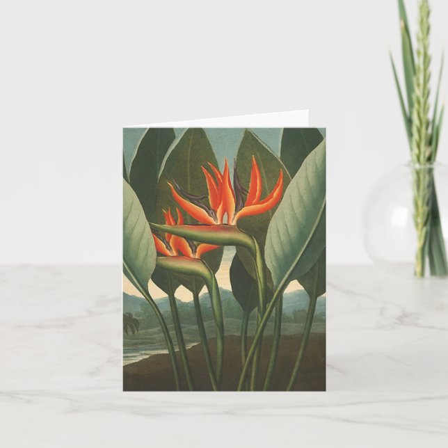 Tarjeta "El templo de la reina (ave del paraíso)" - de la (Anverso)