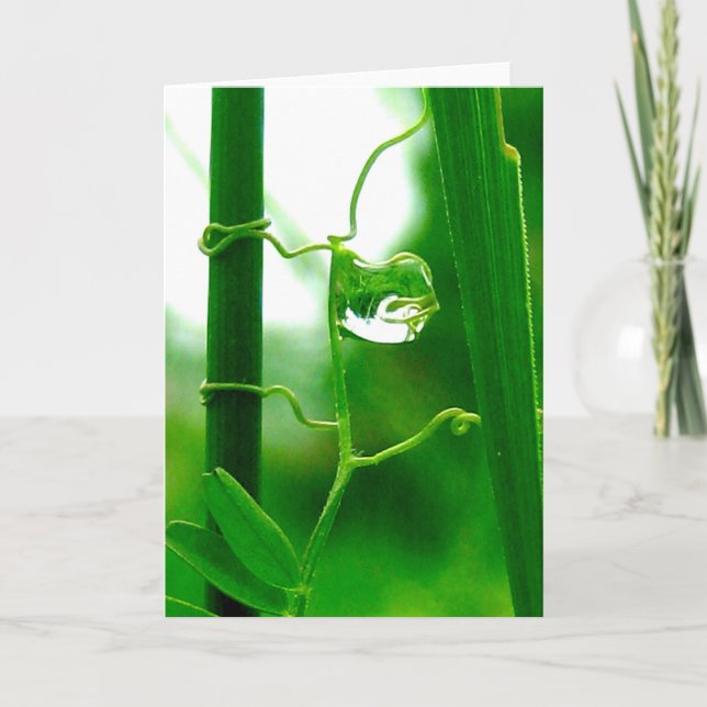 Tarjeta El tonto, el tarot en la naturaleza, nuevos comien (Anverso)