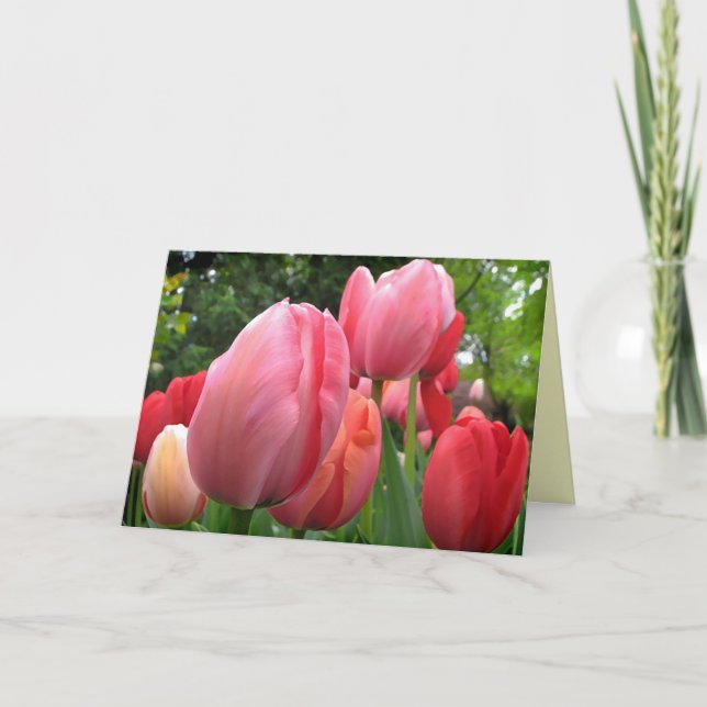 Tarjeta El tulipán de la primavera rosada y roja florece (Anverso)