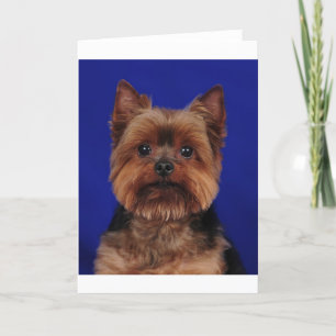 Tarjeta El yorkie