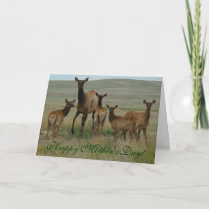 Tarjeta Elca de vaca y terneros E44