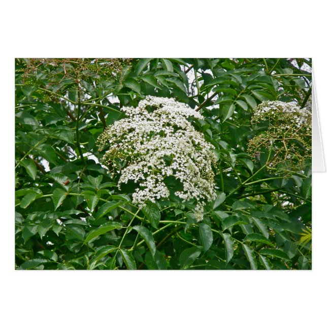 Tarjeta Elderberry Común (Sambucus canadensis) (Anverso (Horizontal))