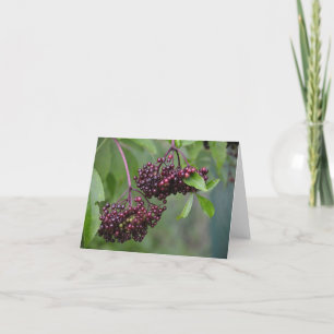 Tarjeta Elderberry Notecard