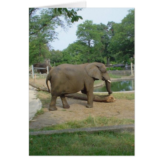 ¡Tarjeta elefante! (Frente)