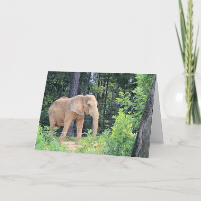 Tarjeta Elefante (Anverso)