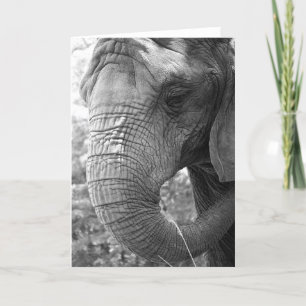 Tarjeta Elefante