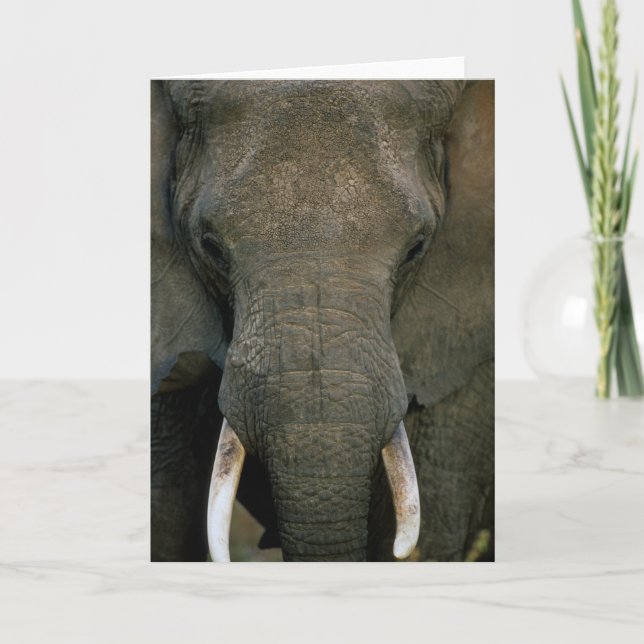 Tarjeta Elefante africano (Anverso)