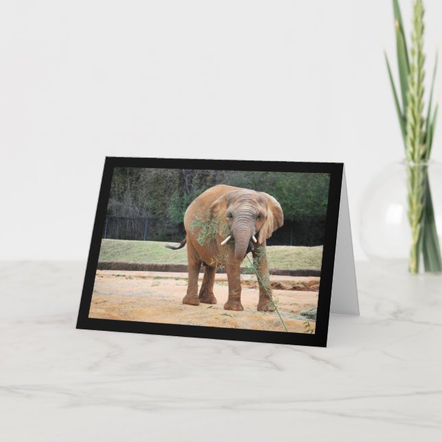 Tarjeta Elefante africano comiendo (Anverso)
