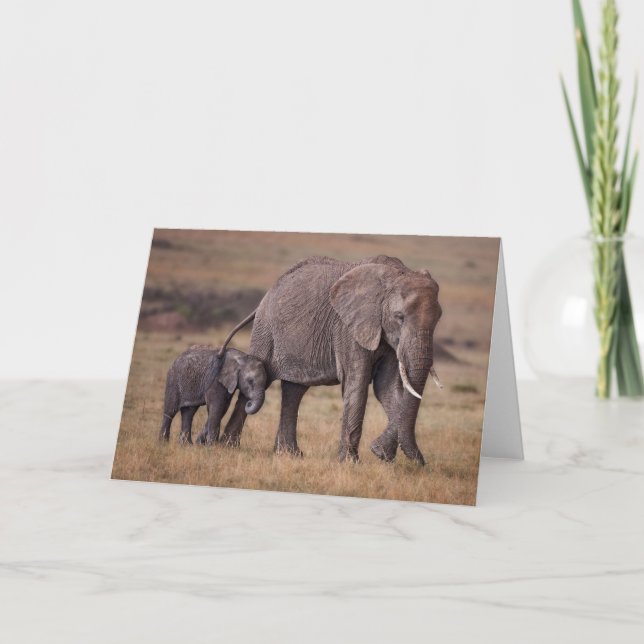 Tarjeta Elefante africano con bebé (Anverso)