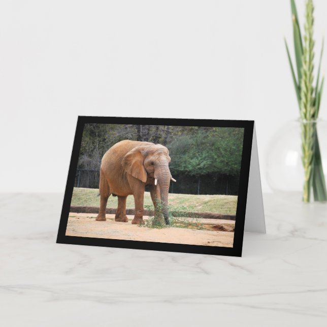 Tarjeta Elefante africano en el parque (Anverso)