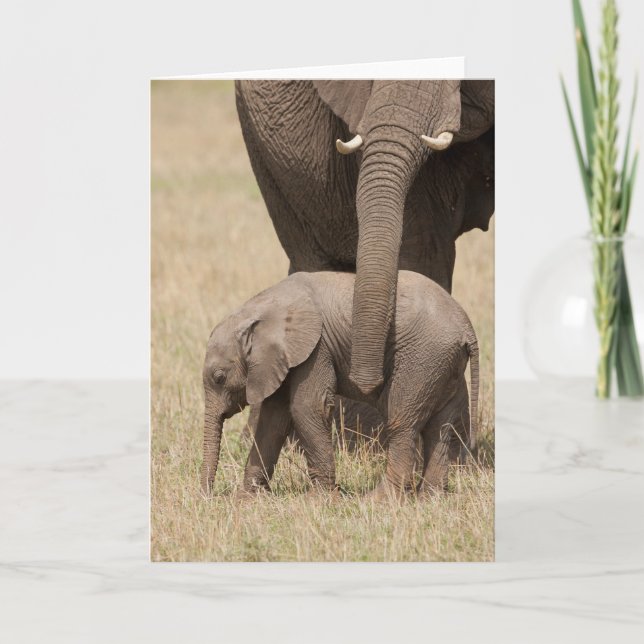 Tarjeta Elefante bebé africano con madre (Anverso)