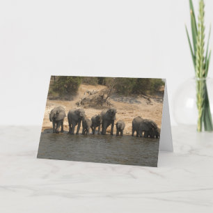 Tarjeta Elefantes que beben del río de Chobe