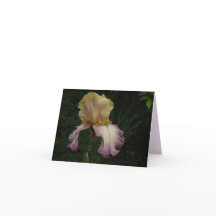Elegante Crema Púrpura Iris Floral Foto