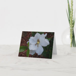 Tarjeta Elegante flor de gardenia blanca en una