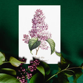 Tarjeta Elegante Flor de Lila Púrpura Botánica Vintage