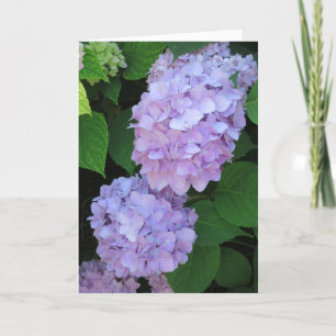 Tarjeta Elegante Moda Púrpura Hidrangeas Fotografía Simpat