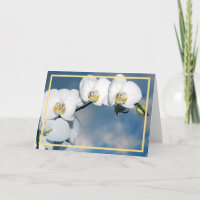 Elegante Orquídeas Blancas Modernas Flores Marco D