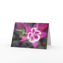 Elegante Pensamiento Rosa De Colombina De Ti