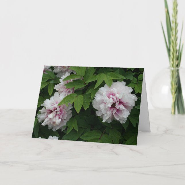 Tarjeta Elegantes personajes blancos flores simpatía por l (Anverso)