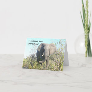 TARJETA ELEPHANT CAMINANDO HACIA CÁMARA