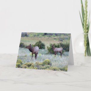 Tarjeta Elk americano   Colorado