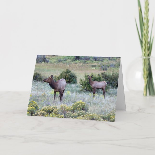 Tarjeta Elk americano | Colorado (Anverso)