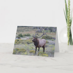 Tarjeta Elk americano   Parque nacional Rocky, Colorado