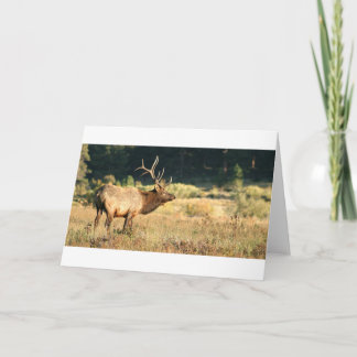 Tarjeta Elk Buck