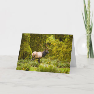 Tarjeta Elk Bull Roosevelt Parado En Meadow