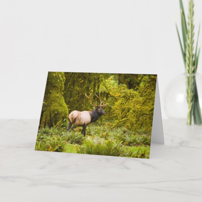 Tarjeta Elk Bull Roosevelt Parado En Meadow (Anverso)