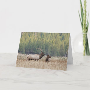 Tarjeta Elk de toro en Meadow   Parque nacional Yellowston